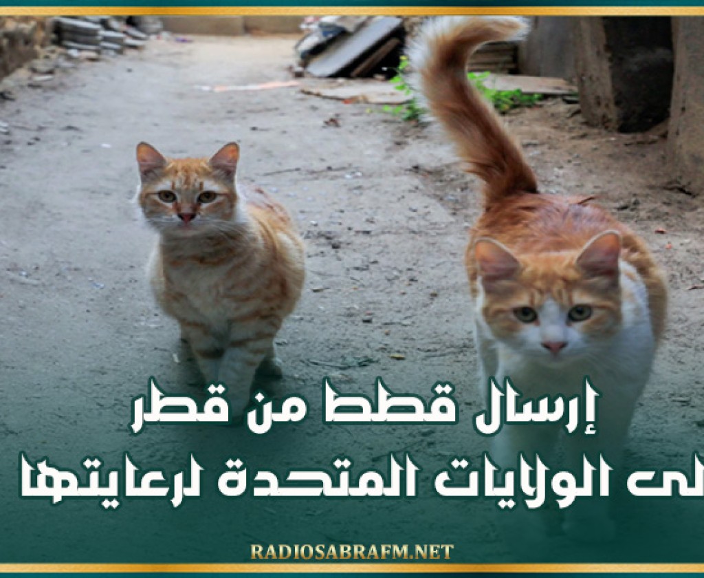 إرسال قطط من قطر إلى الولايات المتحدة لرعايتها