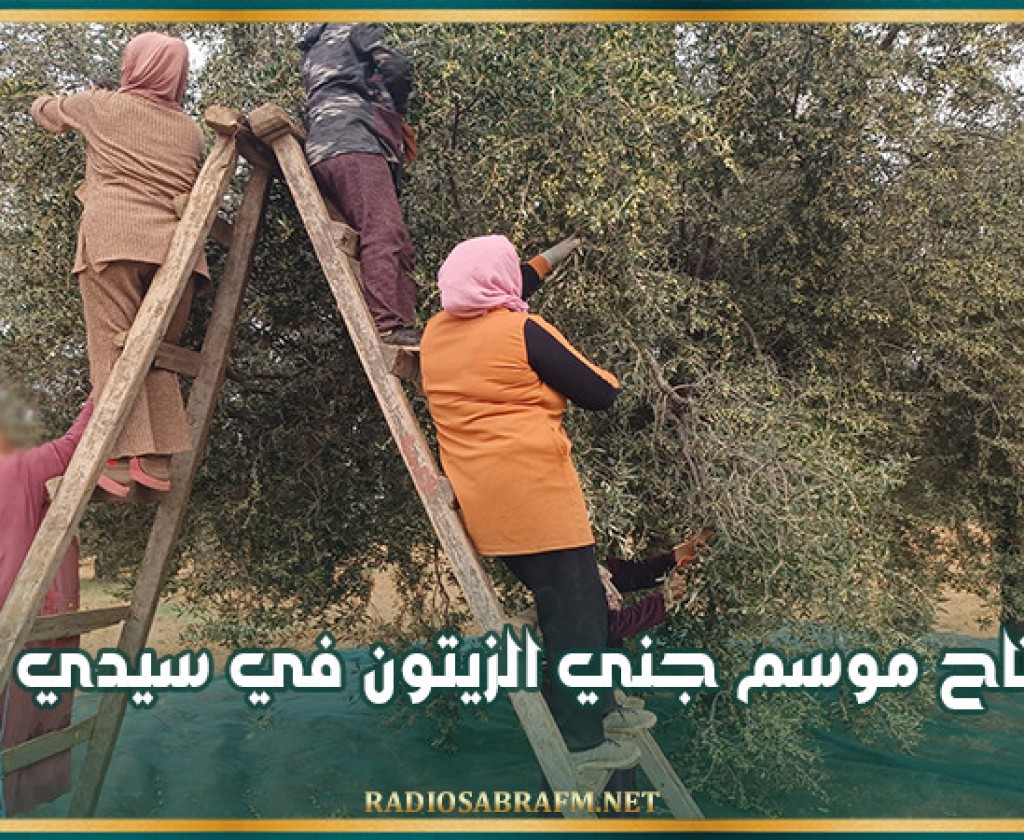 افتتاح موسم جني الزيتون في سيدي بوزيد