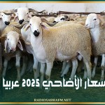 أسعار الأضاحي 2025 عربيا