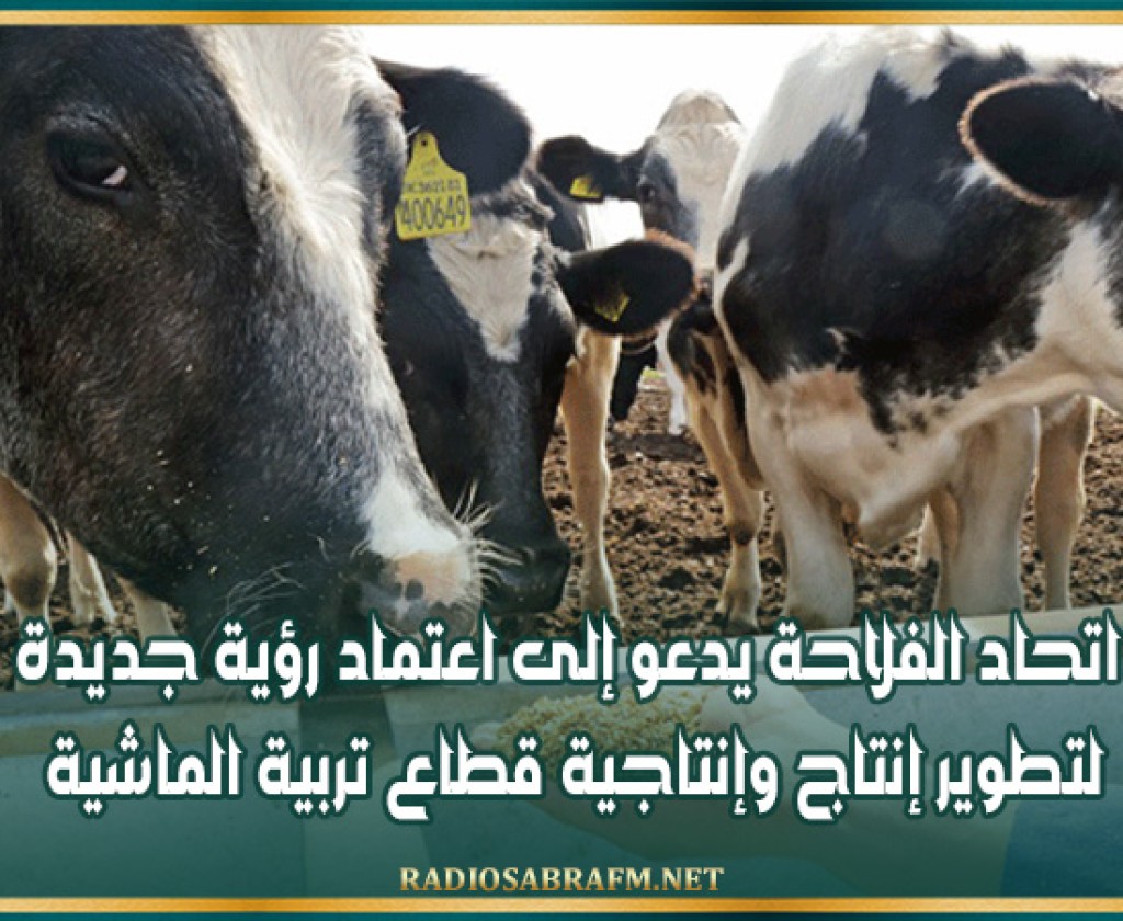 اتحاد الفلاحة يدعو إلى اعتماد رؤية جديدة لتطوير إنتاج وإنتاجية قطاع تربية الماشية