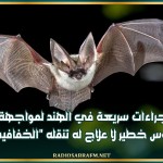 إجراءات سريعة في الهند لمواجهة فيروس خطير لا علاج له تنقله'الخفافيش'