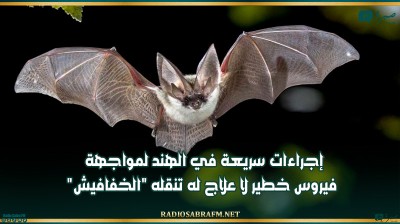 إجراءات سريعة في الهند لمواجهة فيروس خطير لا علاج له تنقله'الخفافيش'