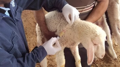 الكاف: الشروع قريبا في تنفيذ حملة تلقيح الماشية ضد مرض الحمى القلاعية وأخرى ضد داء الكلب