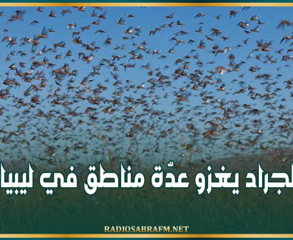 الجراد يغزو عدّة مناطق في ليبيا