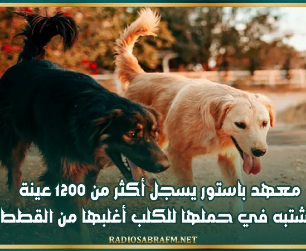 معهد باستور يسجل أكثر من 1200 عينة يشتبه في حملها للكلب أغلبها من القطط