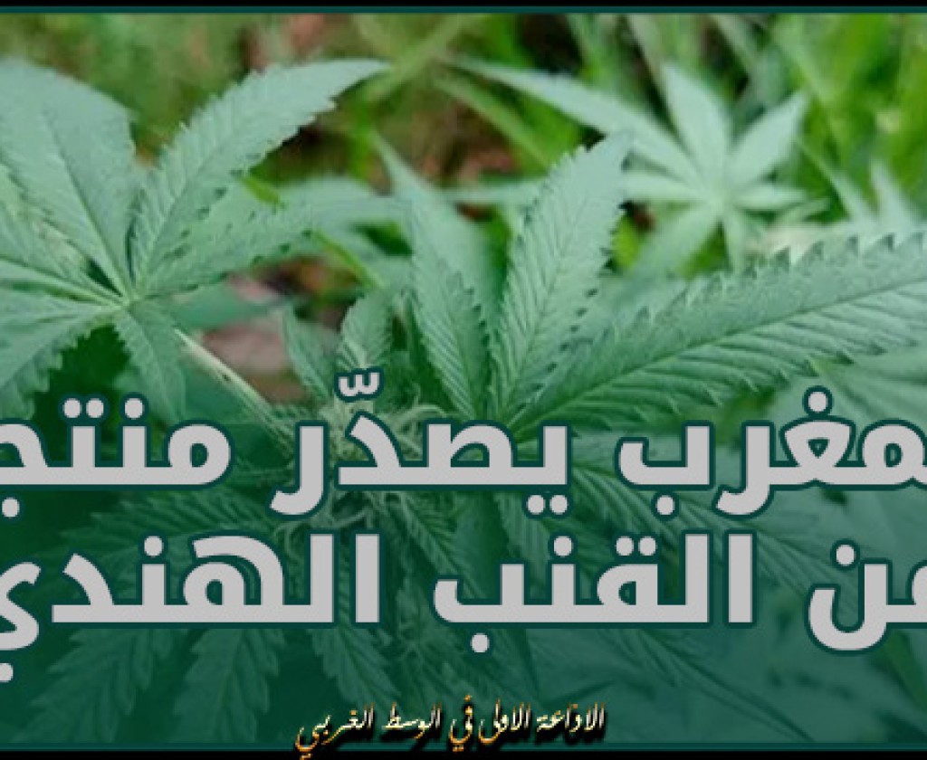 المغرب يصدّر منتجا من القنب الهندي القانوني لاستخدامه في الصناعات الدوائية
