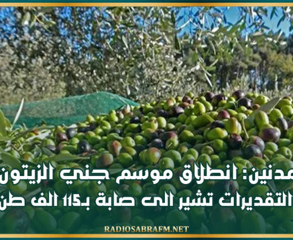 مدنين: انطلاق موسم جني الزيتون والتقديرات تشير الى صابة بـ115 الف طن
