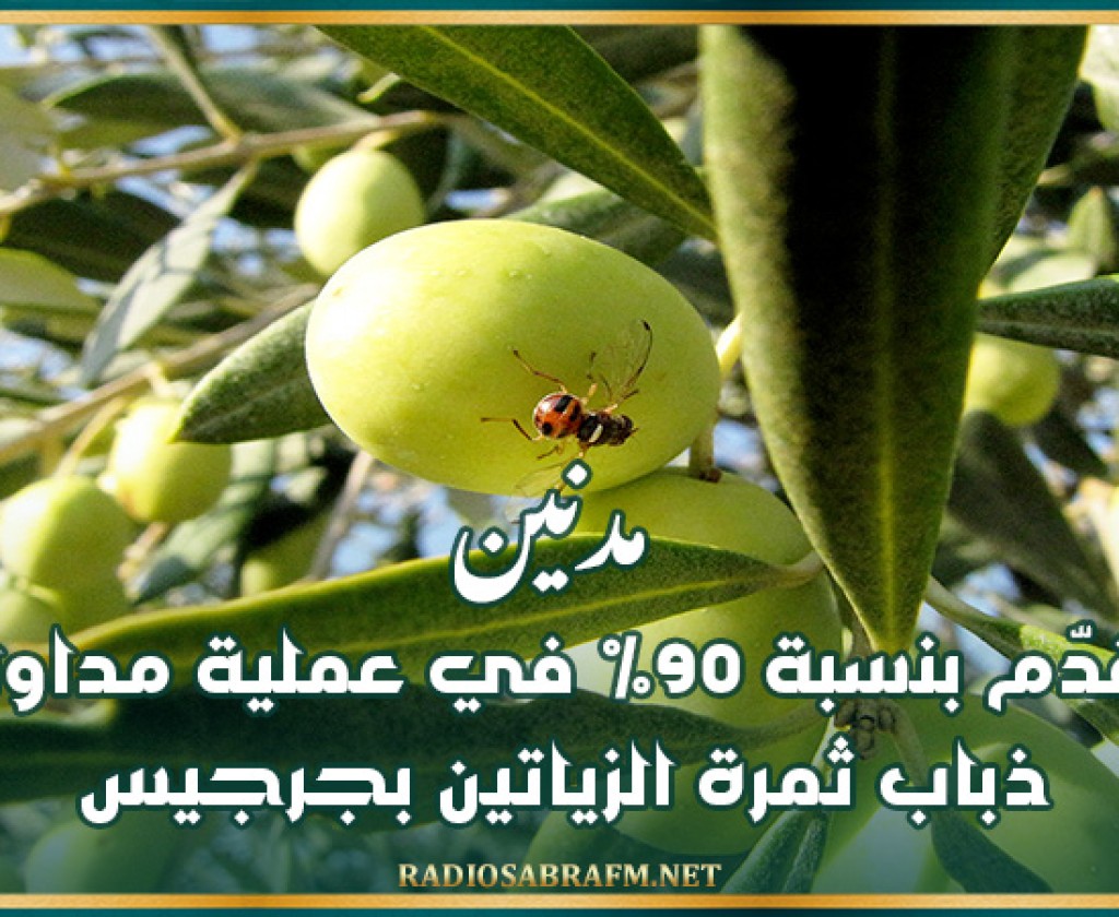 مدنين: تقدّم بنسبة 90% في عملية مداواة ذباب ثمرة الزياتين بجرجيس
