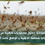 وزارة الفلاحة: دخول مجموعات صغيرة من الجراد الصحراوي بمنطقة الذّهيبة و الوضع تحت السيطرة