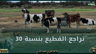 رئيسة جمعية منظومة الألبان: تراجع القطيع بنسبة 30 % خلال الـ5 سنوات الأخيرة بسبب الجفاف