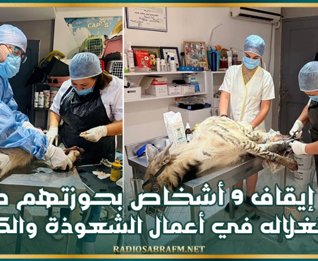 نابل: إيقاف 9 أشخاص بحوزتهم 'ضبع' لاستغلاله في أعمال الشعوذة والكنوز