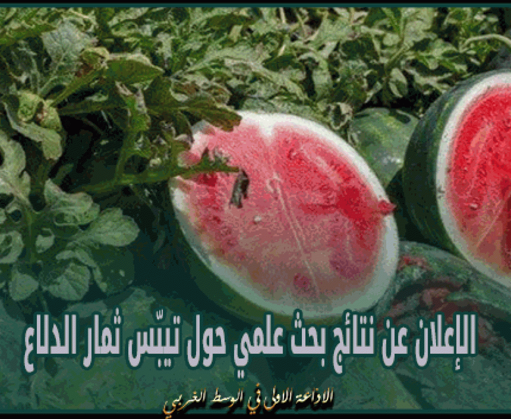 يهم الفلاحين..دراسة تونسية تكشف أسباب تيبس الدلاع