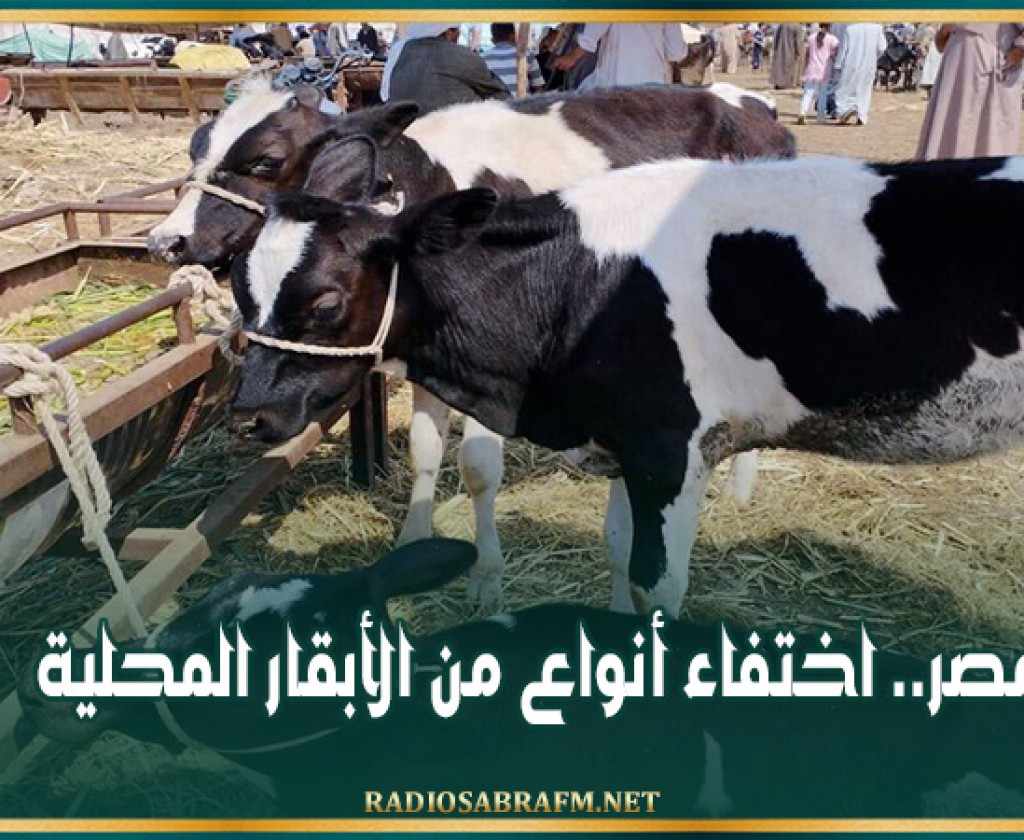 مصر.. اختفاء أنواع من الأبقار المحلية