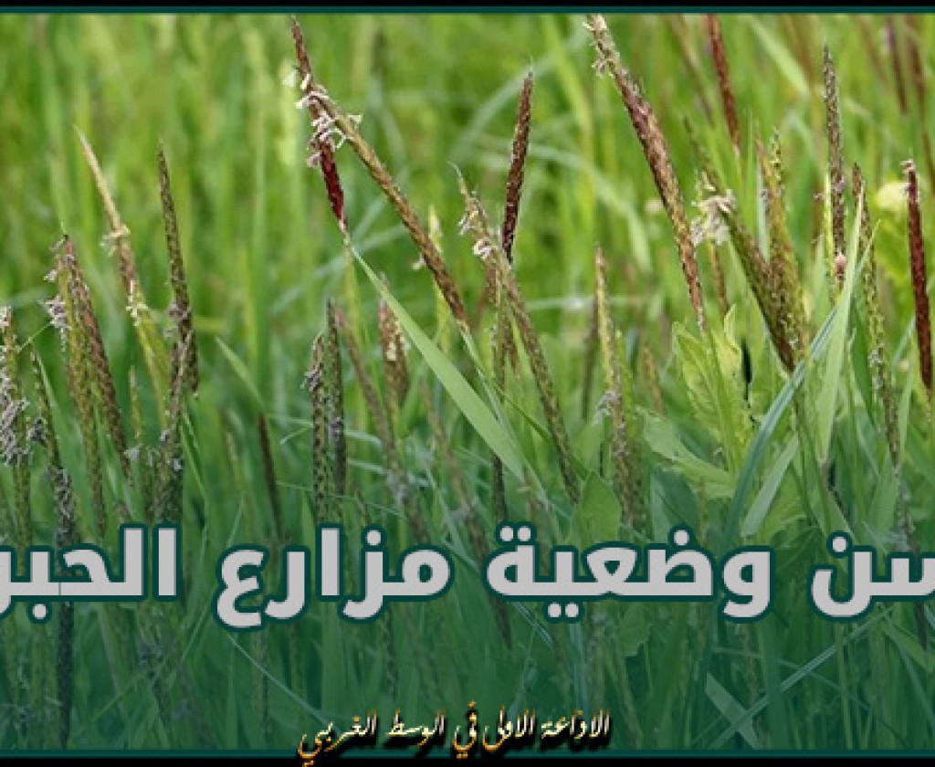 الكاف: تحسن هام في وضعية مزارع الحبوب واستبشار بموسم فلاحي واعد