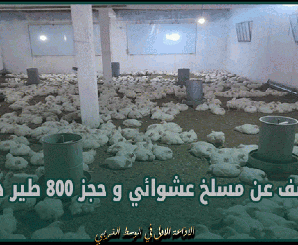 نابل : الكشف عن مسلخ عشوائي و حجز 800 طير دجاج