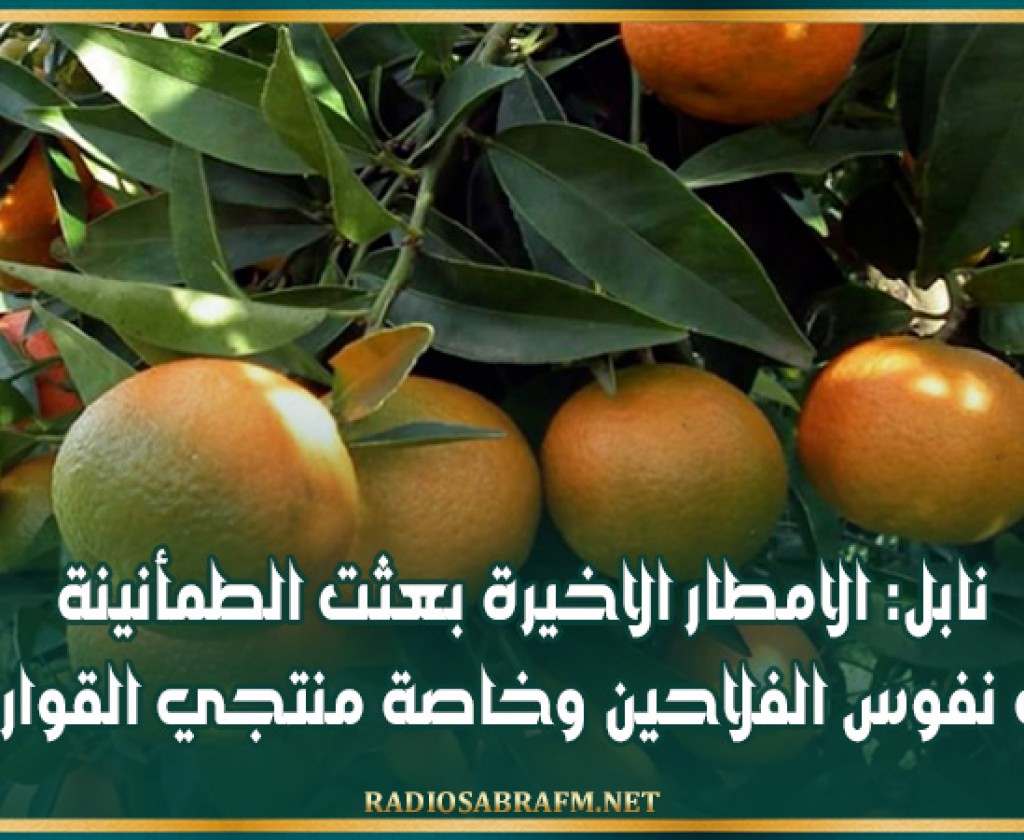 نابل: الامطار الاخيرة بعثت الطمأنينة في نفوس الفلاحين وخاصة منتجي القوارص