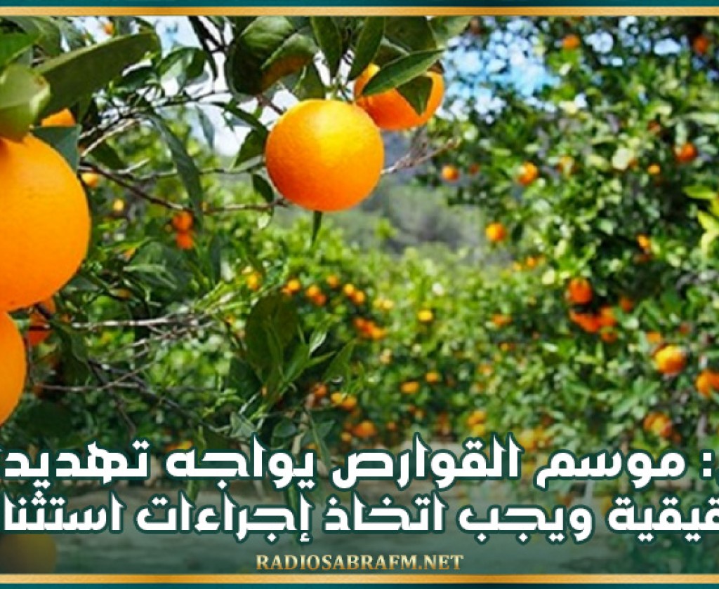 نابل: موسم القوارص يواجه تهديدات حقيقية ويجب اتخاذ إجراءات استثنائية لتسهيل ترويج الصابة