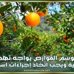 نابل: موسم القوارص يواجه تهديدات حقيقية ويجب اتخاذ إجراءات استثنائية لتسهيل ترويج الصابة