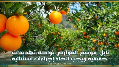 نابل: موسم القوارص يواجه تهديدات حقيقية ويجب اتخاذ إجراءات استثنائية لتسهيل ترويج الصابة