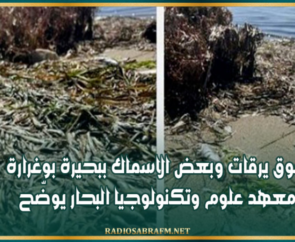 نفوق يرقات وبعض الاسماك ببحيرة بوغرارة: معهد علوم وتكنولوجيا البحار يوضّح