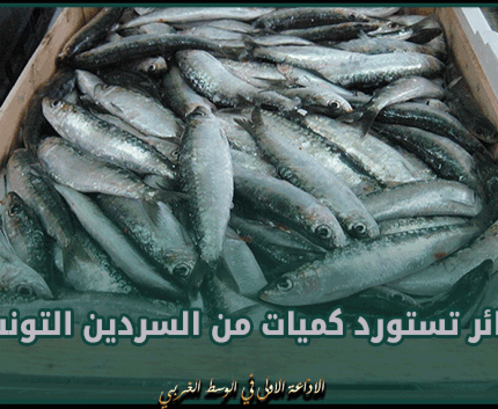 الجزائر تستورد كميات من السردين التونسي لتعديل الاسعار المحلية
