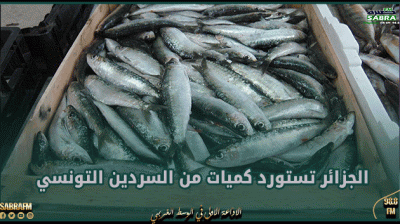 الجزائر تستورد كميات من السردين التونسي لتعديل الاسعار المحلية
