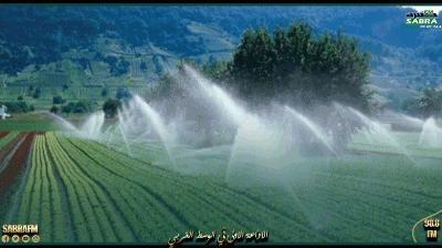 منوبة: مندوبية الفلاحة تدعو لعدم زراعة الخضراوات الصيفية بسبب نقص مياه الري