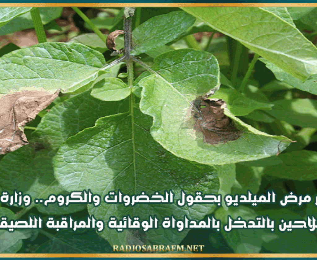 إثر ظهور مرض الميلديو بحقول الخضروات والكروم.. وزارة الفلاحة توصي الفلاحين بالتدخل بالمداواة الوقائية والمراقبة اللصيقة للحقول