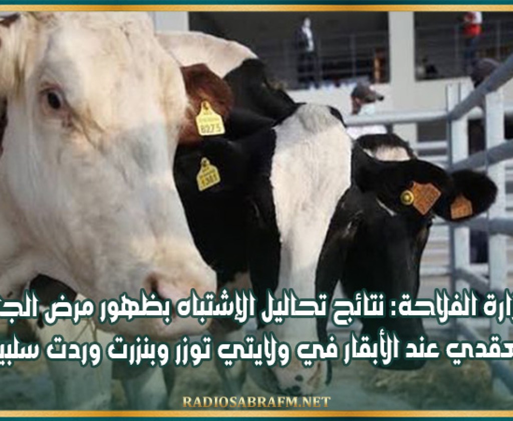 وزارة الفلاحة: نتائج تحاليل الإشتباه بظهور مرض الجلد العقدي عند الأبقار في ولايتي توزر وبنزرت وردت سلبية