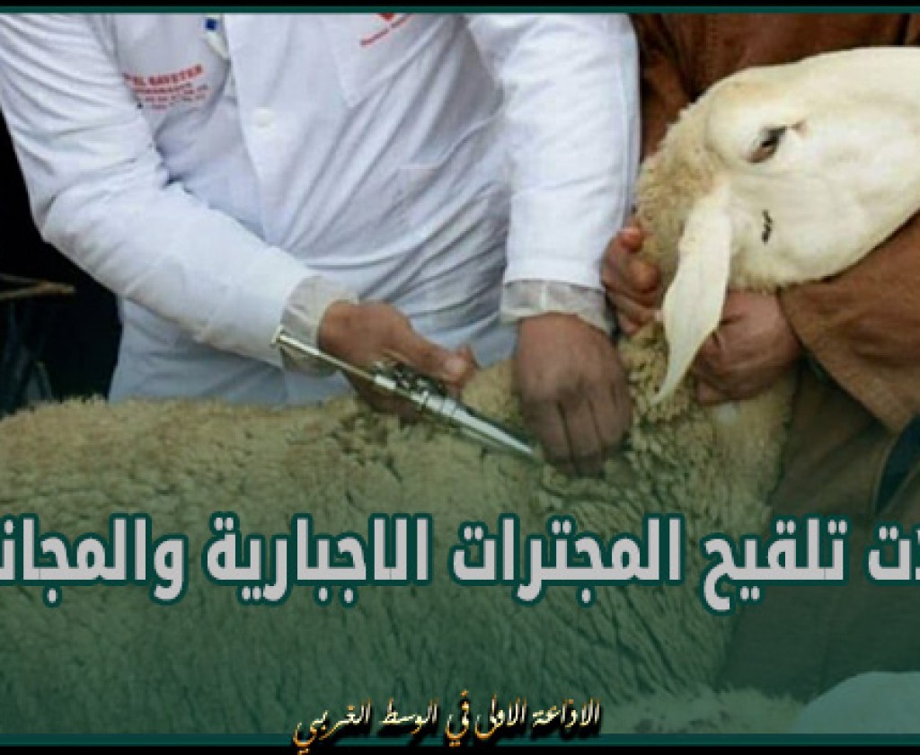 وزارة الفلاحة تؤكد تواصل حملات تلقيح المجترات الاجبارية والمجانية وتدعو المربين الى الانخراط فيها