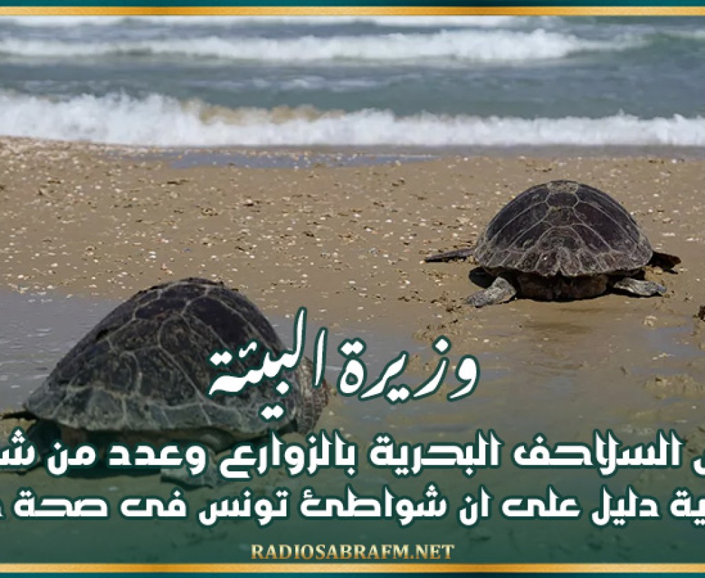 وزيرة البيئة: تعشيش السلاحف البحرية بالزوارع وعدد من شواطئ التونسية دليل على ان شواطئ تونس فى صحة جيدة