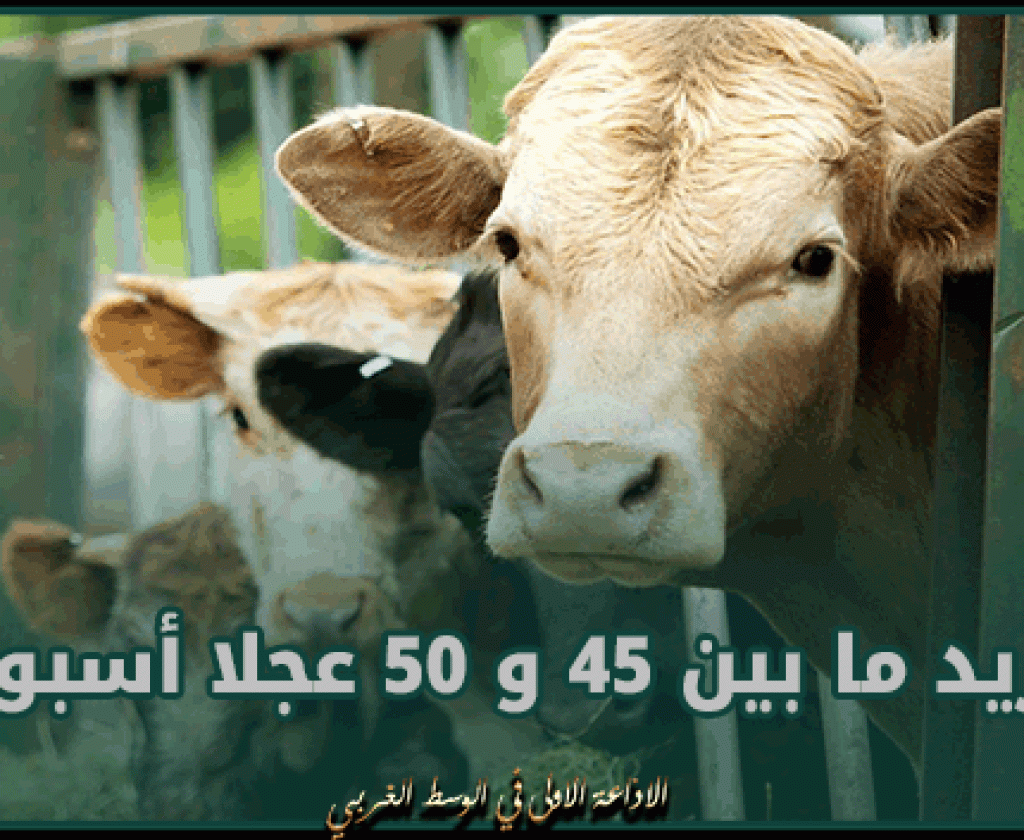 رئيس غرفة القصابين: توريد ما بين 45 و 50 عجلا أسبوعيا