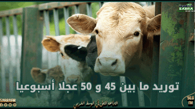 رئيس غرفة القصابين: توريد ما بين 45 و 50 عجلا أسبوعيا