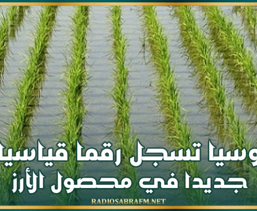 روسيا تسجل رقما قياسيا جديدا في محصول الأرز