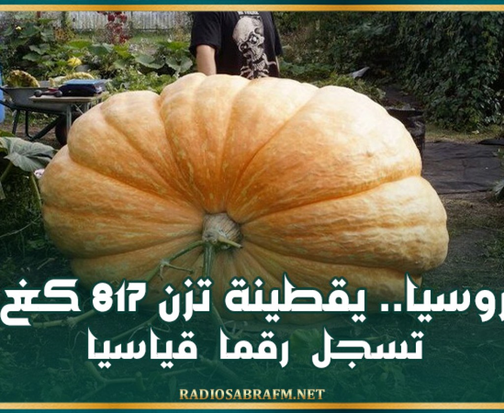 روسيا.. يقطينة تزن 817 كغ تسجل رقما قياسيا