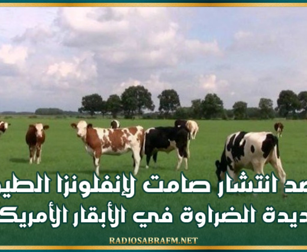 رصد انتشار صامت لإنفلونزا الطيور شديدة الضراوة في الأبقار الأمريكية