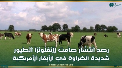 رصد انتشار صامت لإنفلونزا الطيور شديدة الضراوة في الأبقار الأمريكية