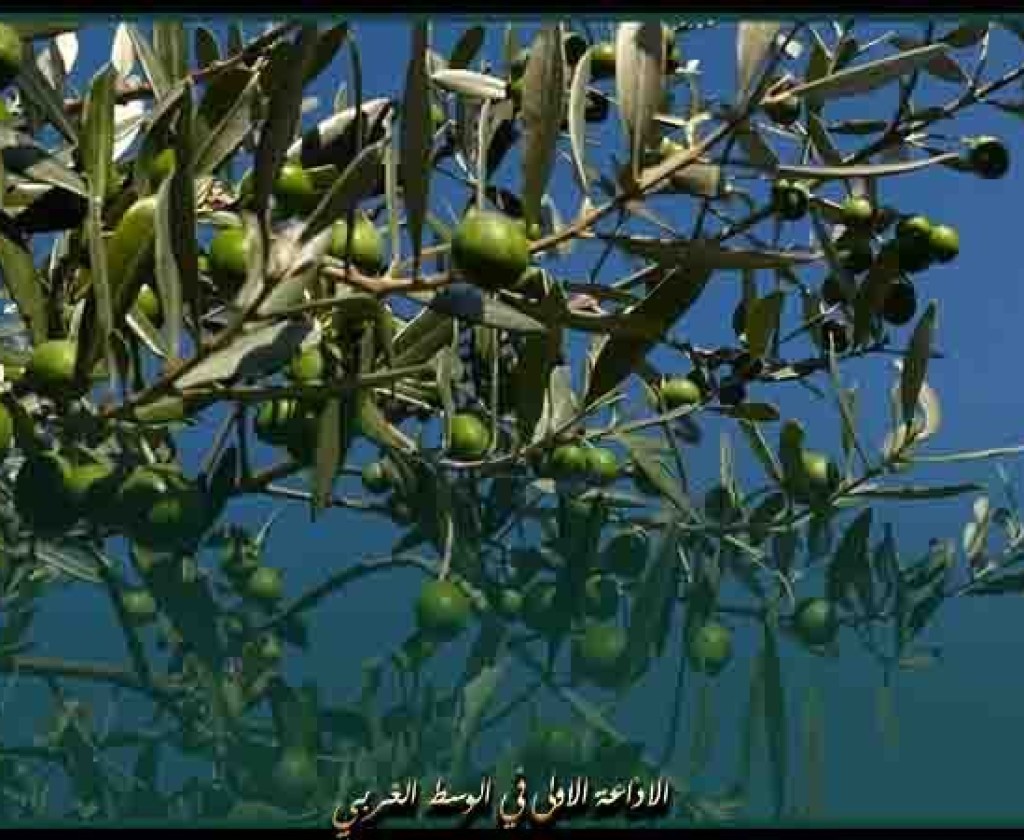 تونس تستكمل قطاف 90 بالمائة من صابة الزيتون في ظل ارتفاع أسعار الشراء بالسوق المحلية