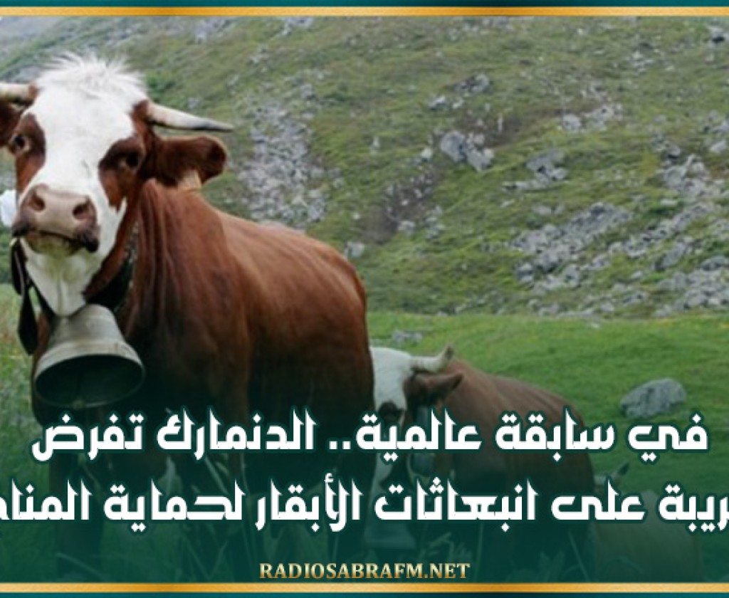 في سابقة عالمية.. الدنمارك تفرض ضريبة على انبعاثات الأبقار لحماية المناخ