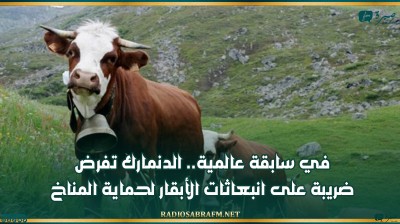 في سابقة عالمية.. الدنمارك تفرض ضريبة على انبعاثات الأبقار لحماية المناخ