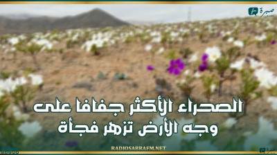 ظاهرة نادرة جدا.. الصحراء الأكثر جفافا على وجه الأرض تزهر فجأة !