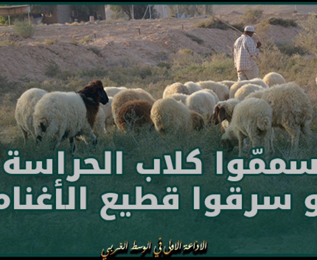 حفوز.. سممّوا كلاب الحراسة و سرقوا قطيع الأغنام