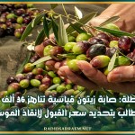 سبيطلة: صابة زيتون قياسية تناهز 36 ألف طنّ ومطالب بتحديد سعر القبول لإنقاذ الموسم