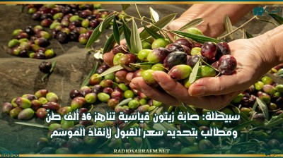 سبيطلة: صابة زيتون قياسية تناهز 36 ألف طنّ ومطالب بتحديد سعر القبول لإنقاذ الموسم