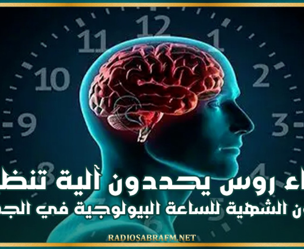 علماء روس يحددون آلية تنظيم هرمون الشهية للساعة البيولوجية في الجسم