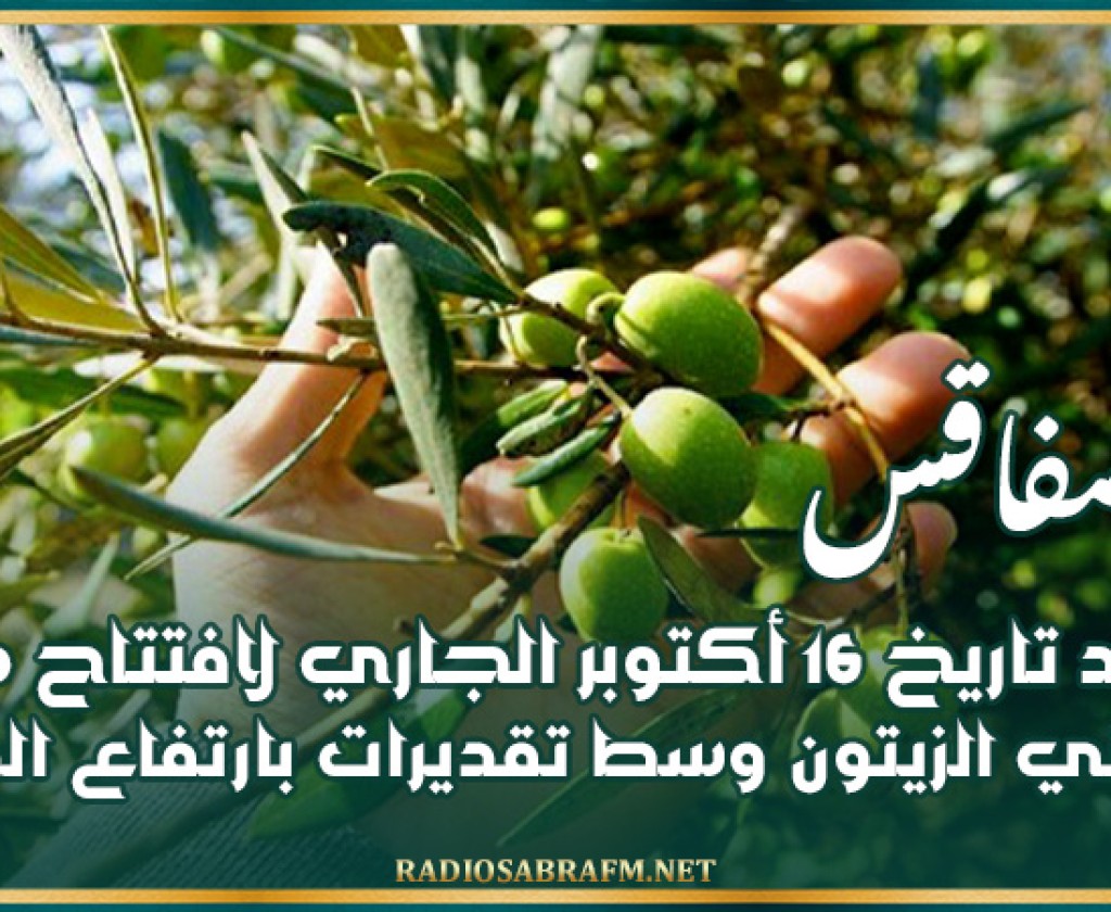 صفاقس: تحديد تاريخ 16 أكتوبر الجاري لافتتاح موسم جني الزيتون وسط تقديرات بارتفاع الصابة بنحو 77 بالمائة مقارنة بالموسم الماضي