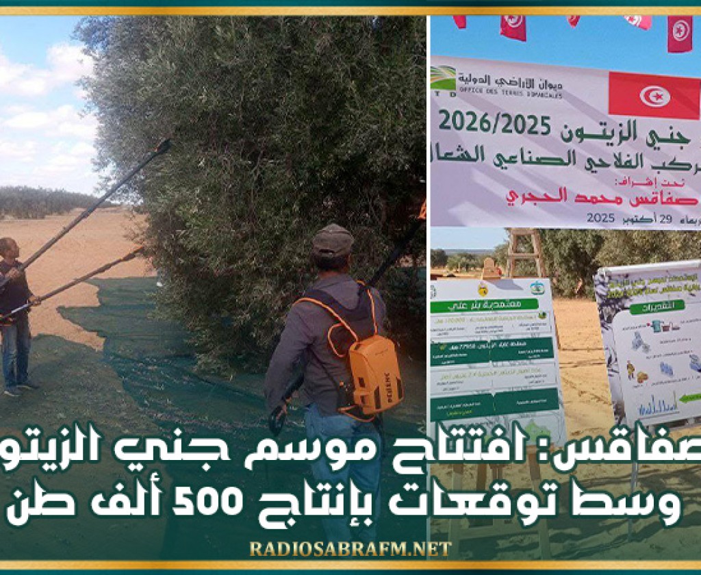 صفاقس: افتتاح موسم جني الزيتون وسط توقعات بإنتاج 500 ألف طن