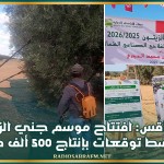 صفاقس: افتتاح موسم جني الزيتون وسط توقعات بإنتاج 500 ألف طن