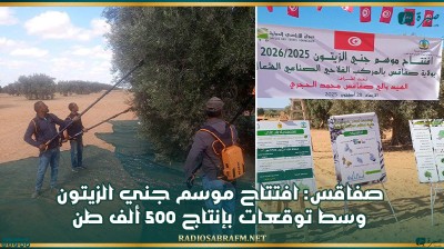 صفاقس: افتتاح موسم جني الزيتون وسط توقعات بإنتاج 500 ألف طن