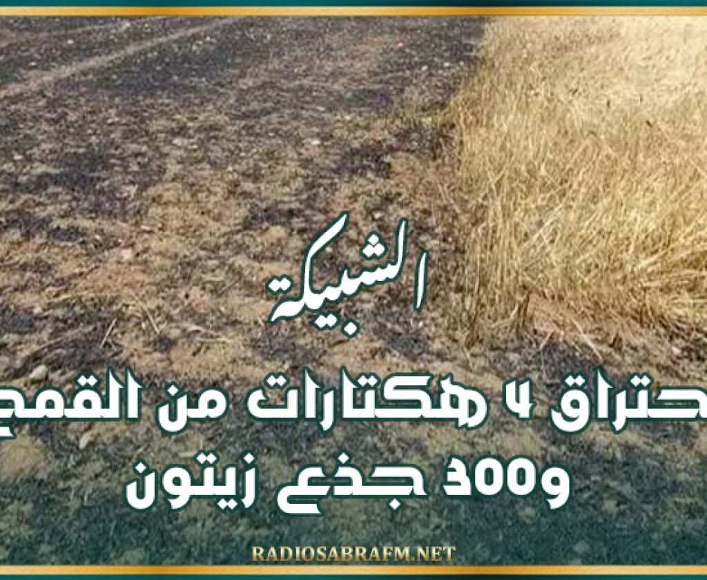 الشبيكة: إحتراق 4 هكتارات من القمح و300 جذع زيتون